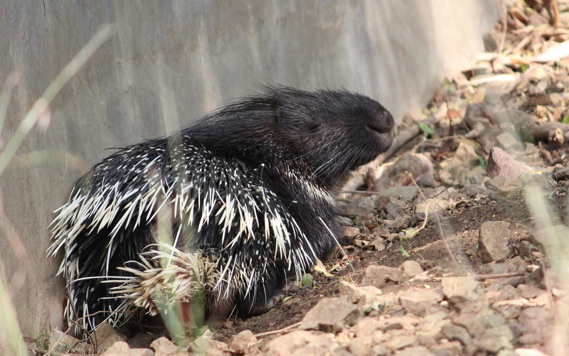 Indian Porcupine